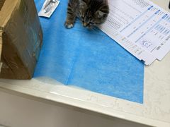 -关爱宠物医院·猫科中心·消化科(滨湖万达分院)