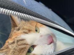 -瑞派动物医院·绝育·犬猫全科·预防医学(光景江南中店)