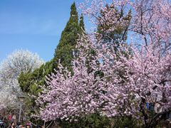 -桃花堤公园