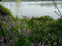 -西湖外事游船(花港观鱼码头)