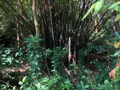 -金山植物公园
