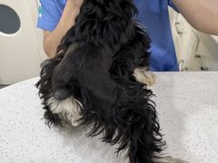 -佳雯宠物医院·皮肤科·内外科(春晓路分院)