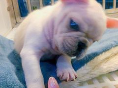 -1013 PET SHOP 宠物商店(近铁城市广场店)