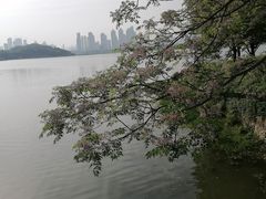-月湖风景区