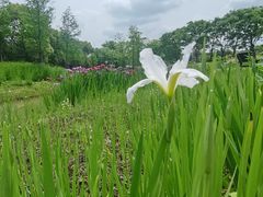 -梁鸿国家湿地公园