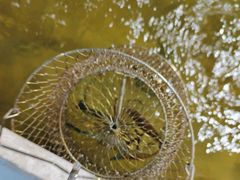 -光头佬钓虾场·烧烤·聚餐·亲子(金沙洲店)