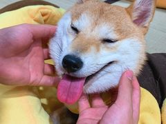 -逗柴咖啡屋·狗咖猫咖宠物桌游