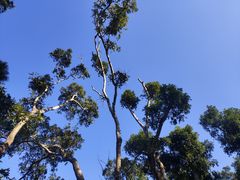 -深圳仙湖植物园