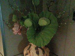-大拙里·精致融合菜(沙湖桃源国际店)