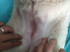 -康乐宝动物医院