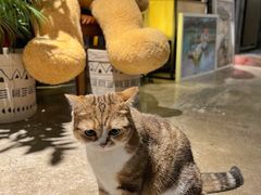 -咖法森林·咖啡  酒吧(天河店)