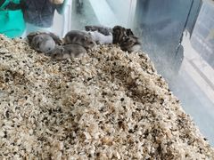 -怪兽屋·羊驼·猫咖·狗咖(俊华广场店)