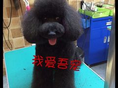 -我爱吾宠宠物美容院(朝阳路店)