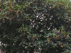-大润发(花雨店)