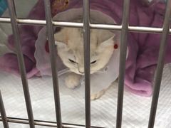 -宠爱国际动物医院· 猫科· 外科·中兽医(长白店)