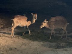 -清迈夜间动物园
