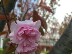 android_upload_pic-高东镇樱花园