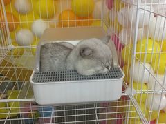 -老猫牛肉火锅(沙溪店)