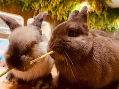 -藦茜花园宠物主题亲子互动体验馆(国顺东路店)