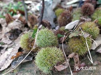 板栗集多年炒制之经验,原选用燕山山脉一带的栗子