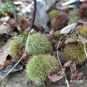 板栗集多年炒制之经验,原选用燕山山脉一带的栗子