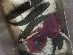 -金三可市井水煮鱼(金碧园店)