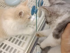 -lincat·猫舍(广州店)