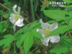 -缙云山景区