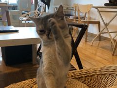 -Cappucimeow猫咪咖啡馆(韦伯时代店)