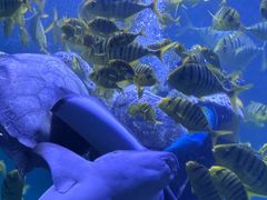 -左海海底世界