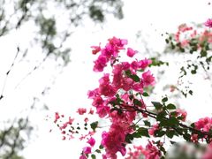 -红瓜子 影视后期 摄影摄像设计 新媒体运营技能培训(宝安校区)