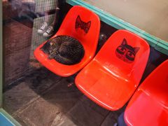 -猫咪博物馆(顶澳仔猫街店)