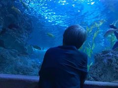 -芜湖新华联大白鲸海洋公园