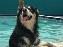 -趣玩宠物乐园寄养训犬训狗游泳池