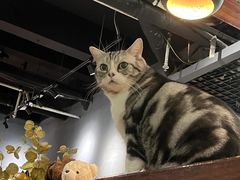 -咖法森林·咖啡  酒吧(天河店)