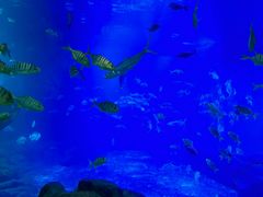 -福州罗源湾海洋世界旅游区