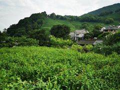 -龙井村