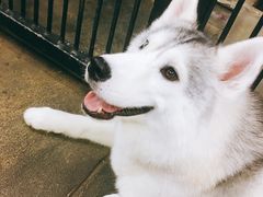 -TrueLove @ Neverland (Husky Cafe)
