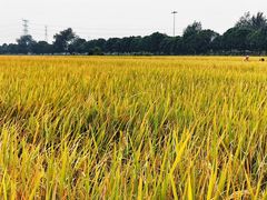 -崖口云吞(中堡店)