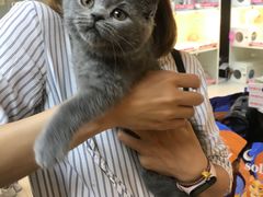 -lincat·猫舍(广州店)