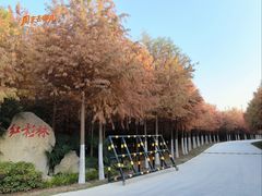 -合肥滨湖国家森林公园