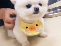 -美联众合动物医院(唯恩分院)