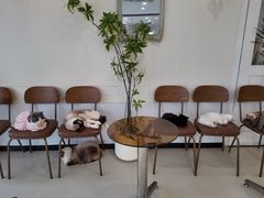-共舞时光猫咖·狗咖(新街口店)