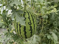 -庞各庄翠芳园西瓜蔬菜基地采摘园