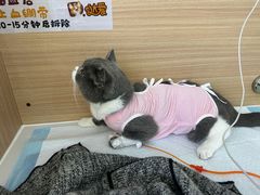 -达爱动物医院·犬猫分区·CT·复杂眼科(远洋山水分院)