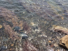 iphone_upload_pic-大连金石滩滨海国家地质公园