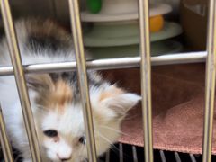 -佑安动物医院·全科·内窥镜中心(幸福巷店)