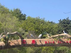 -沈阳鸟岛