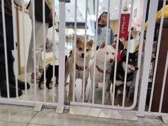 -柴犬小屋·柴餐厅·狗咖食堂(金鼎广场店)