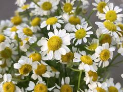 -雪蔓之鲜花气球派对(家佳源时代中心店)